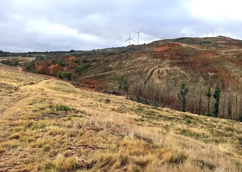 Projeto florestal garante recuperação ambiental de Lamego