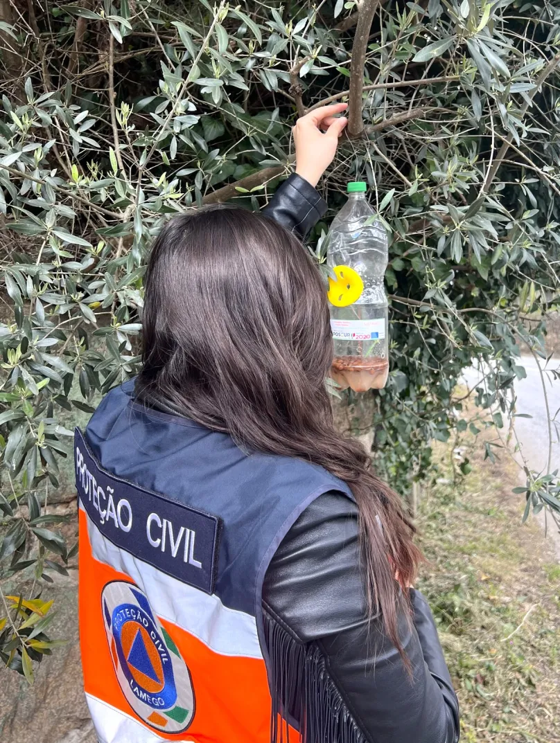 Instalação de armadilhas combate vespa asiática